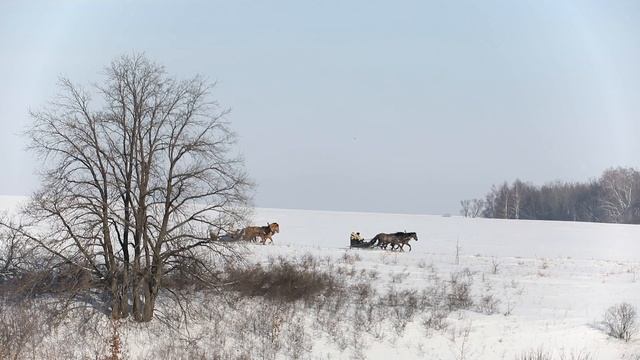 Природный парк Олений. Тройка лошадей смотреть онлайн