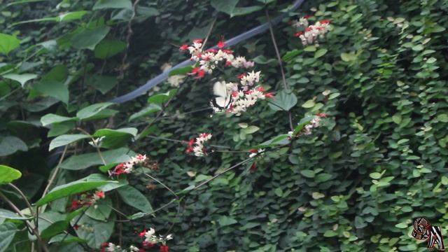 ?? Visitando el Mariposario de Benalmádena - Visiting the Butterfly Park ?? смотреть онлайн