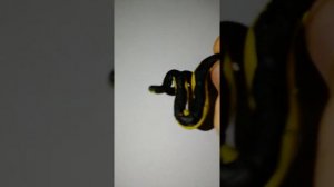 змеи,  кобры, водяные змеи, удав и гигантская анаконда из пластилина