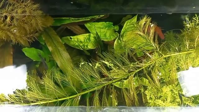 свет в аквариуме смотреть онлайн