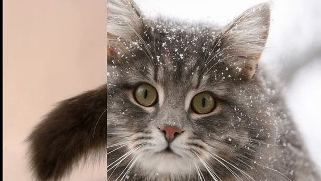 Корм для кошек гуаби натурал смотреть онлайн