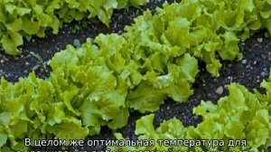 Виды салатов — лучшие сорта для открытого грунта