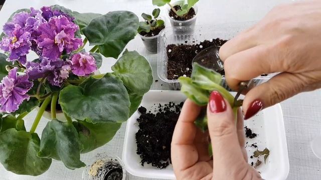 Плохо растут детки фиалок| Что можно сделать смотреть онлайн