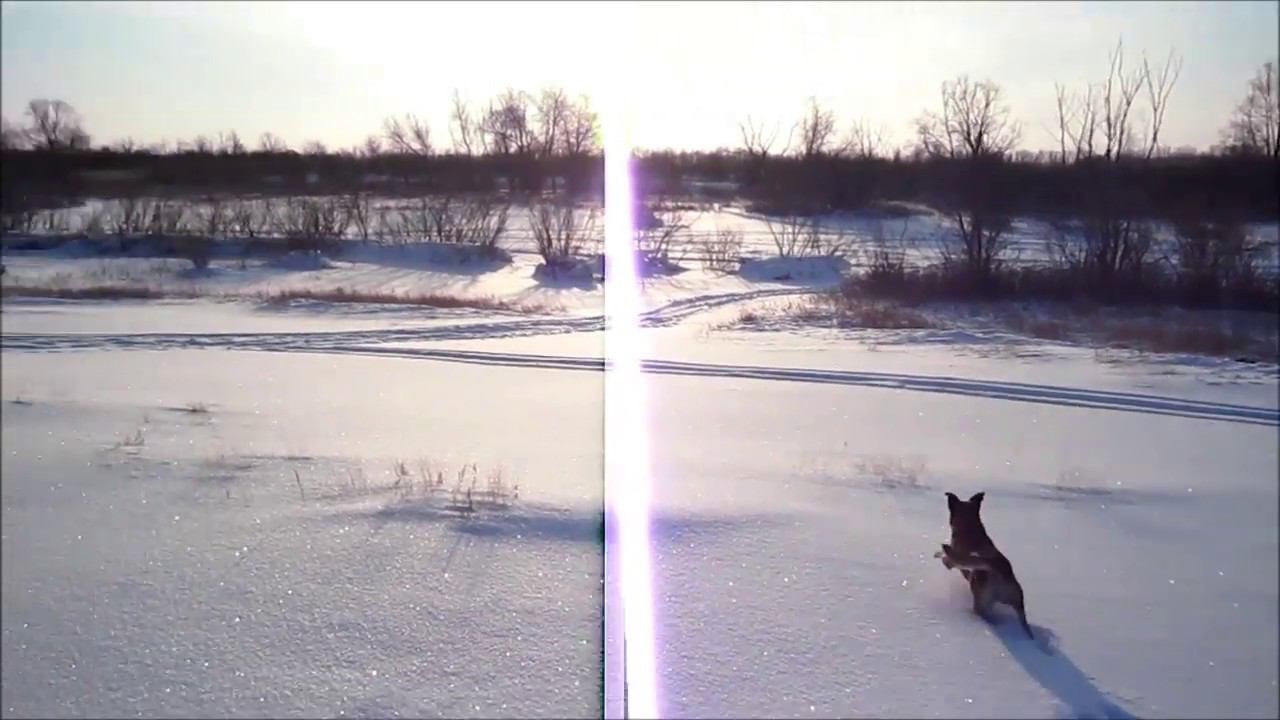 ПРОГУЛКА ДО РЕКИ ИРТЫШ. СОБАКА ВЫЗДОРАВЛИВАЕТ!!! смотреть онлайн