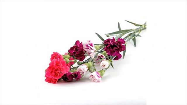 Фотосъемка цветов смотреть онлайн