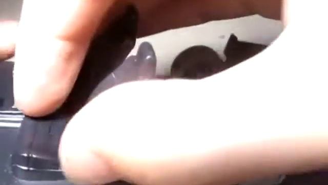 РЕМОНТ FORD ORION! смотреть онлайн