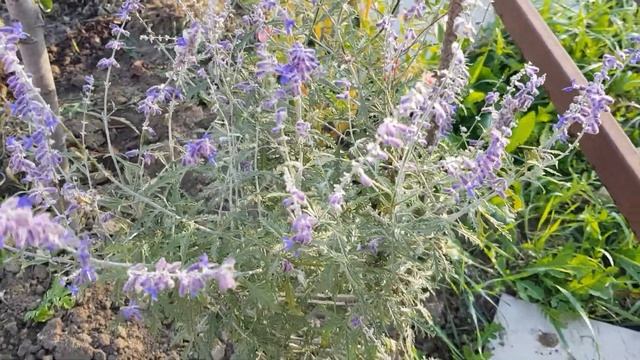 Перовския - цветёт пятый месяц, неприхотливый,яркий,красивый Кустарник- многолетний!!! 14.10.22 год смотреть онлайн