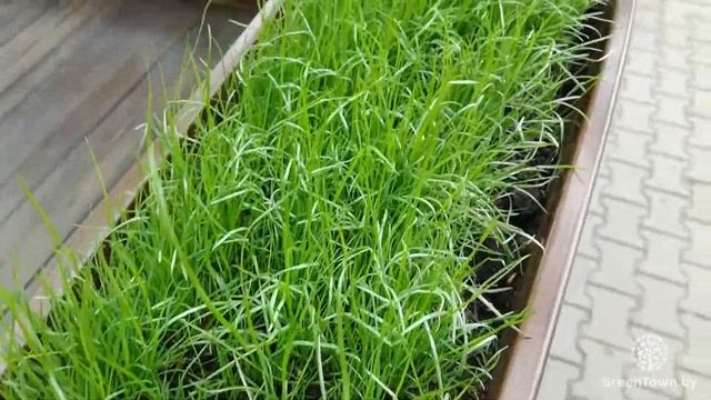 Газон Универсальный, Зеленая Русь, РБ