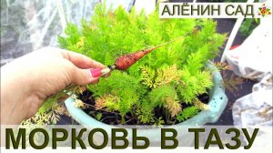 МОРКОВЬ В ТАЗУ / Выращивание моркови в контейнерах, ведрах и горшках / Огород в контейнерах
