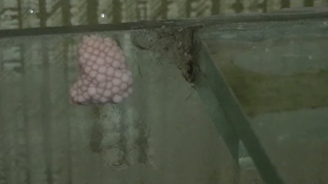 Кладка Ампуллярии-Laying Ampulyarii