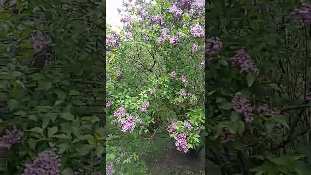 Цветение сирени смотреть онлайн