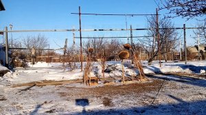 Ловля птиц на тайник, чижей. Lovlya chizhey.