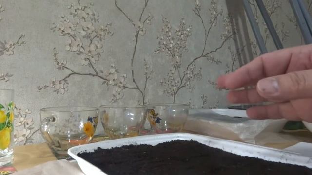 Посадка семян томатов БИЗОН ОРАНЖЕВЫЙ - ДОН КИХОТ F1 и др. смотреть онлайн