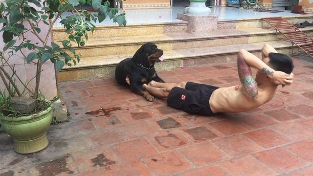 Собачий фитнес-тренер смотреть онлайн