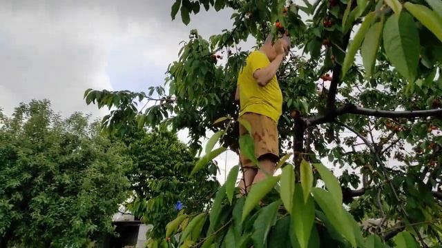 Черешня не очень, зато навес что надо.