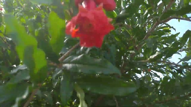 Цветение граната,зацвёл гранат в середине Августа.18.08.21г