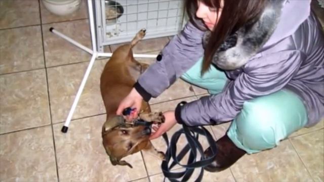 Брошенная такса скулила от боли на дне мусорного бака, но её заметили, через месяц её не узнать смотреть онлайн