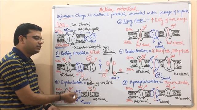 Action Potential = Depolarization + Repolarization + Hyperpolarization - General Introduction. смотреть онлайн