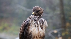 ＂Буква Я и её звуки＂1 класс. Обучение грамоте. Учитель Михайлова Людмила. [8rVXlx21xuU]