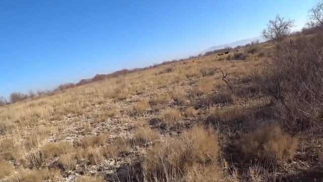 Результативная охота на фазана. О/х Манул. 20-21 ноября 2021г. смотреть онлайн