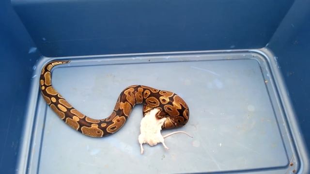 Python eats 2 rats in 13 minutes смотреть онлайн