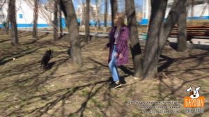 Собака боится улицы. Что делать?