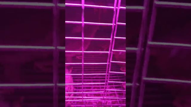 Перепёлки зимой/guails in winter смотреть онлайн