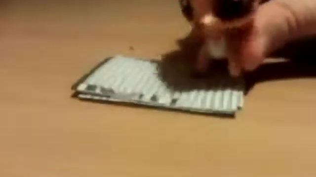 Как сделать книгу для LPS смотреть онлайн