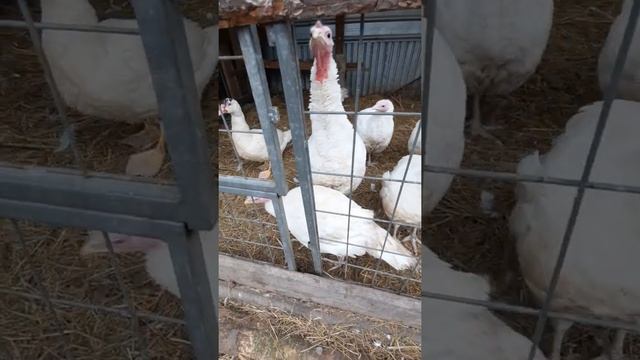 как легко ощипать утку смотреть онлайн