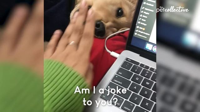 The Ultimate Funniest & Cutest Golden Retriever Compilation 2021