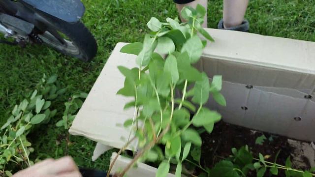 Посылка из питомника "Батьків сад". смотреть онлайн