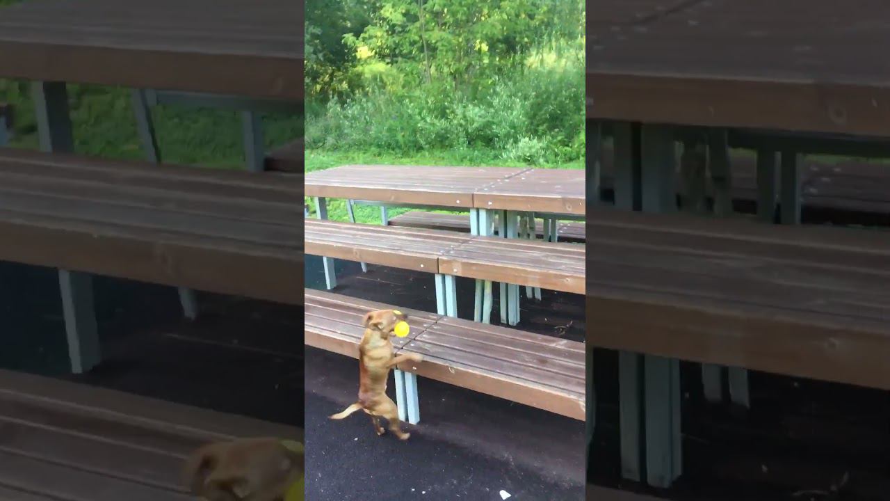 Ждёт пока его друг позанимается на площадке смотреть онлайн