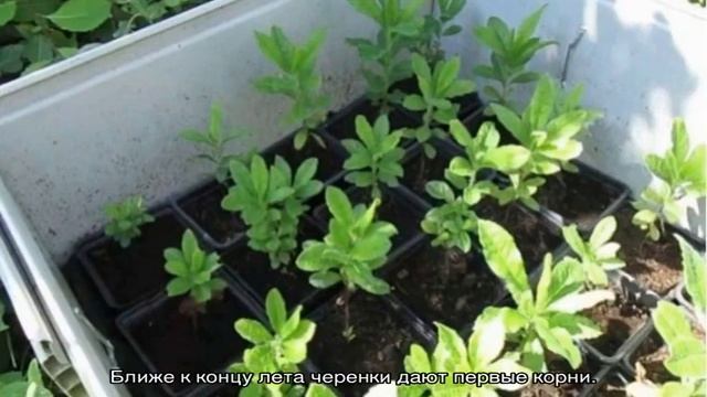 Азалия — размножение черенкованием дома смотреть онлайн