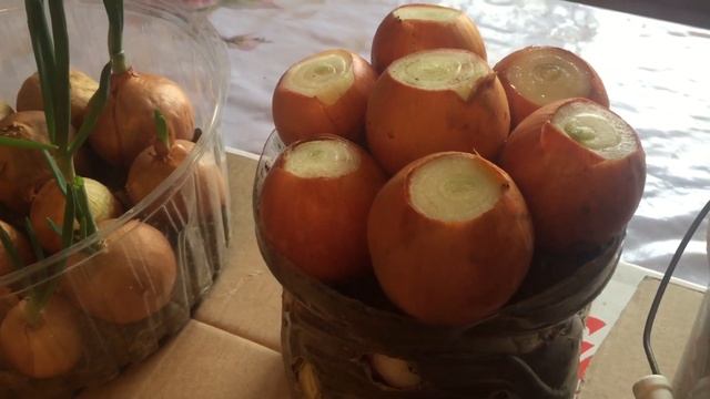 15 января 2021 г.ВЫРАЩИВАНИЕ ЛУКА БЕЗ ЗЕМЛИ НА ПОДОКОННИКЕ! УДИВИТЕЛЬНЫЙ РЕЗУЛЬТАТ смотреть онлайн