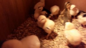 Обзор птицы  хозяйство.БРОЙЛЕР КИРОВ.