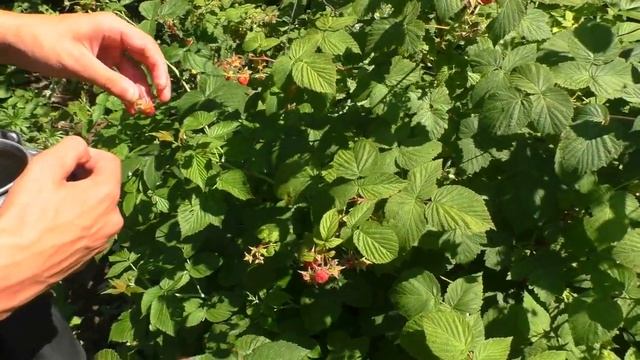 Рецепт дачного чая "Молодость" смотреть онлайн