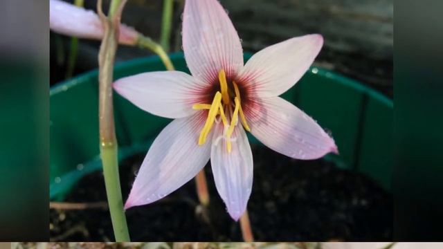 ГАБРАНТУС  (HABRANTHUS)  Cем. Амариллисовые (Amarillidaceae)