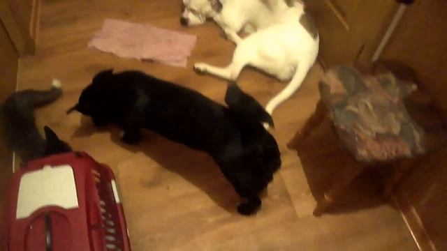 Лисы,собаки,коты,всё в одной квартире смотреть онлайн