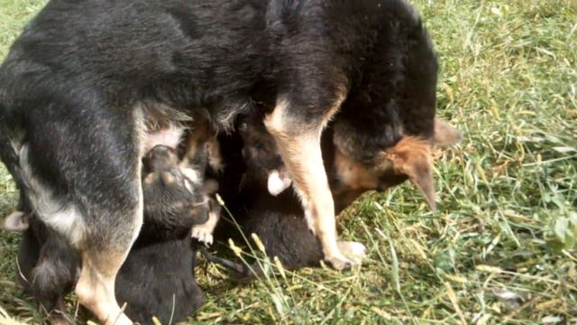 Dog Feeding Her Puppies #puppy #pupies #dog #mather #animals #nature