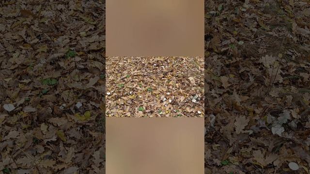 итог сколько мы собрали грибов за 2 часа смотреть онлайн