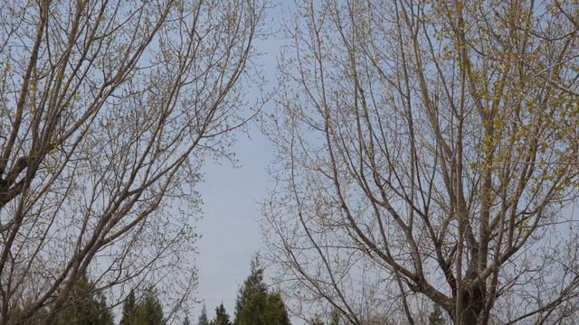 big flower garden in Beijing смотреть онлайн