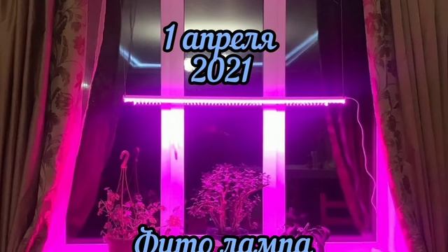 Что выросло,на балконе ,за 15 дней с помощью фитолампы смотреть онлайн