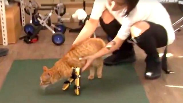 Этот рыжий кот на локтях ковылял к прохожим, прося погладить его. До слёз! смотреть онлайн