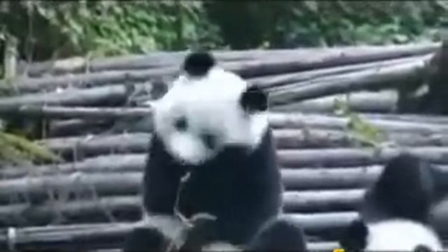 как чихает Панда)).wmv смотреть онлайн