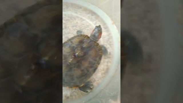 Моя черепаха Маша смотреть онлайн