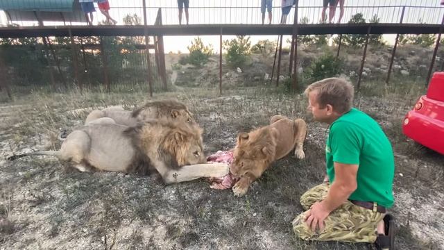 Как три льва и Человек МЯСО ДЕЛИЛИ ! How three lions and a Man SHARED THE MEAT ! смотреть онлайн