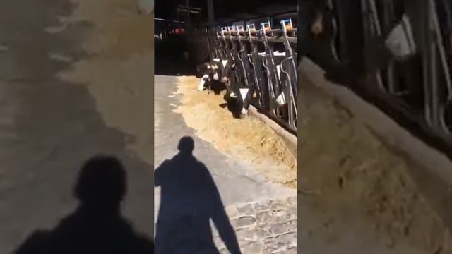 Penafiel part 2 смотреть онлайн