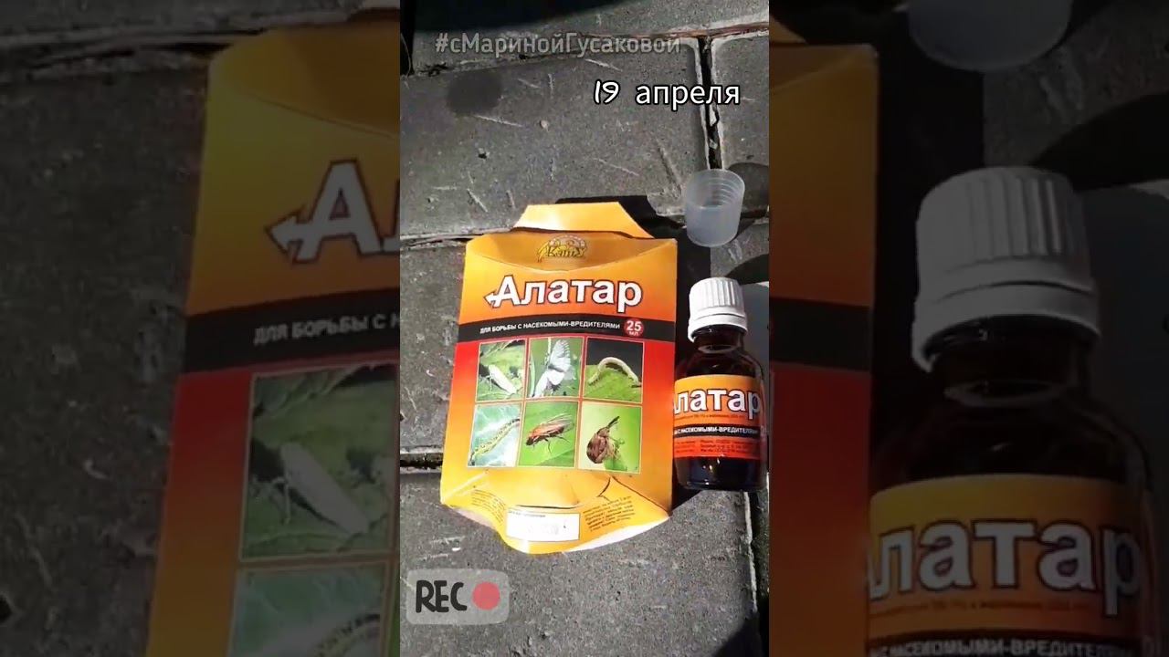 Самая главная ОБРАБОТКА ВИНОГРАДА МАЛИНЫ РОЗЫ от клещей весной ✔ Не пропустите ✔ смотреть онлайн