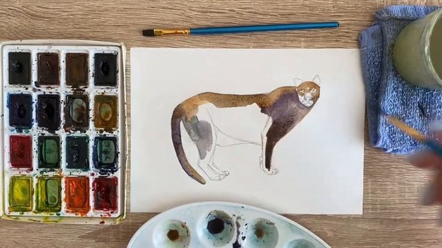 Как нарисовать пуму карандашом и акварелью начинающим | Рисунок для детей смотреть онлайн