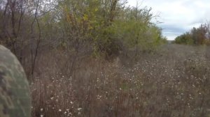 (отличный результат). Охота на фазана 2016. Hunting for game birds - 2016.mp4